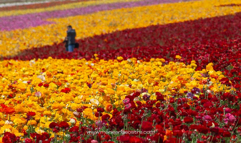Californie, les jardins de Carlsbad