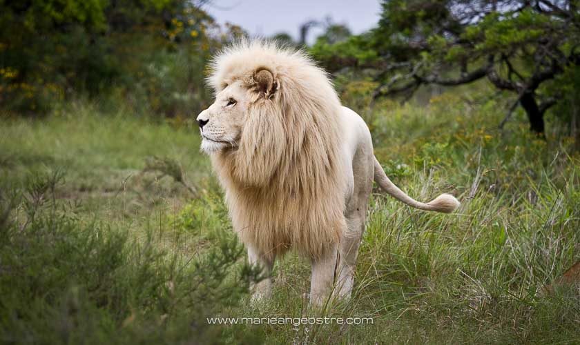 Afrique du Sud, lion blanc © Marie-Ange Ostré