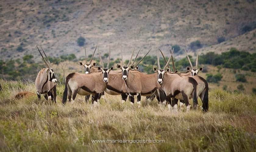 Afrique du Sud, antilopes gemsbok © Marie-Ange Ostré