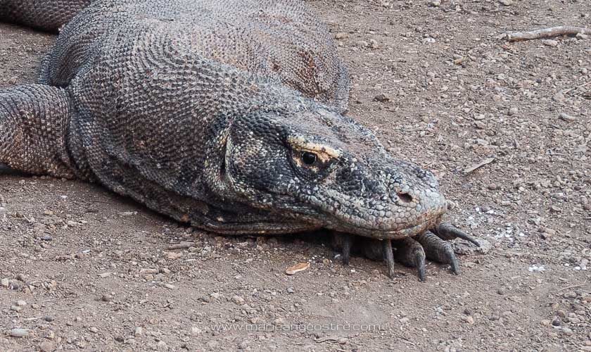Varan (ou dragon) de Komodo
