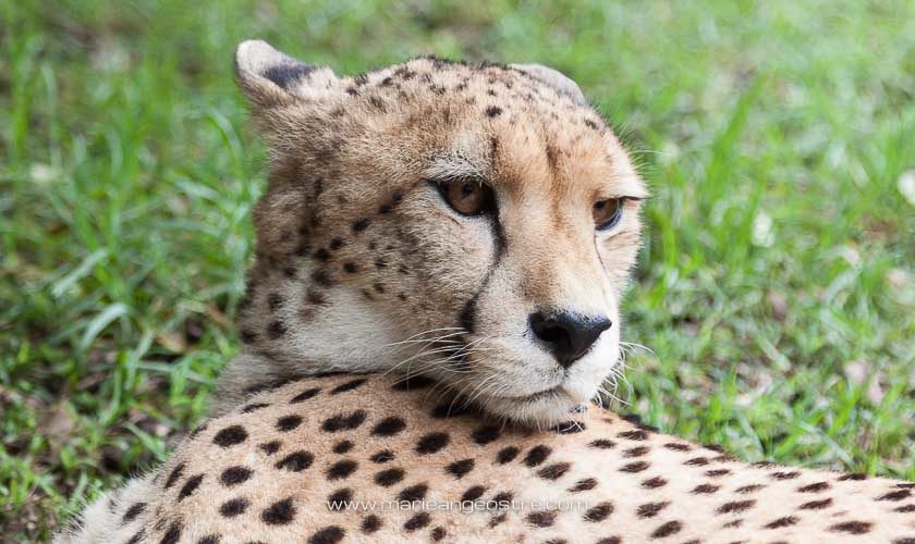 Afrique du Sud, guépard