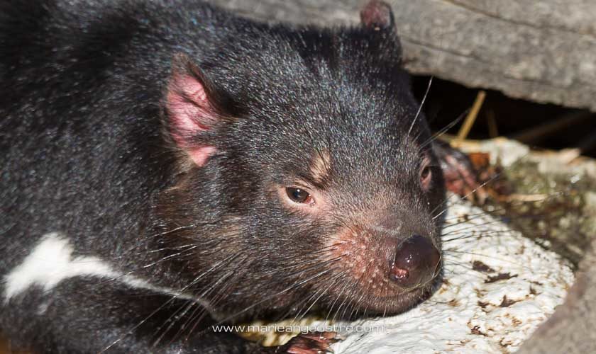 Australie, diable de Tasmanie