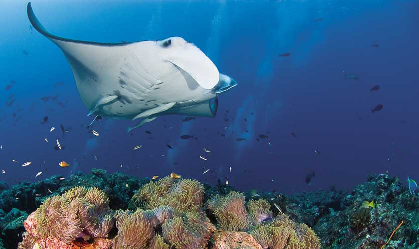 Réserve naturelle des Maldives : observer la majestueuse danse des raies Manta