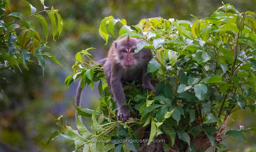 Indonésie, singe macaque sur l'île de Lombok